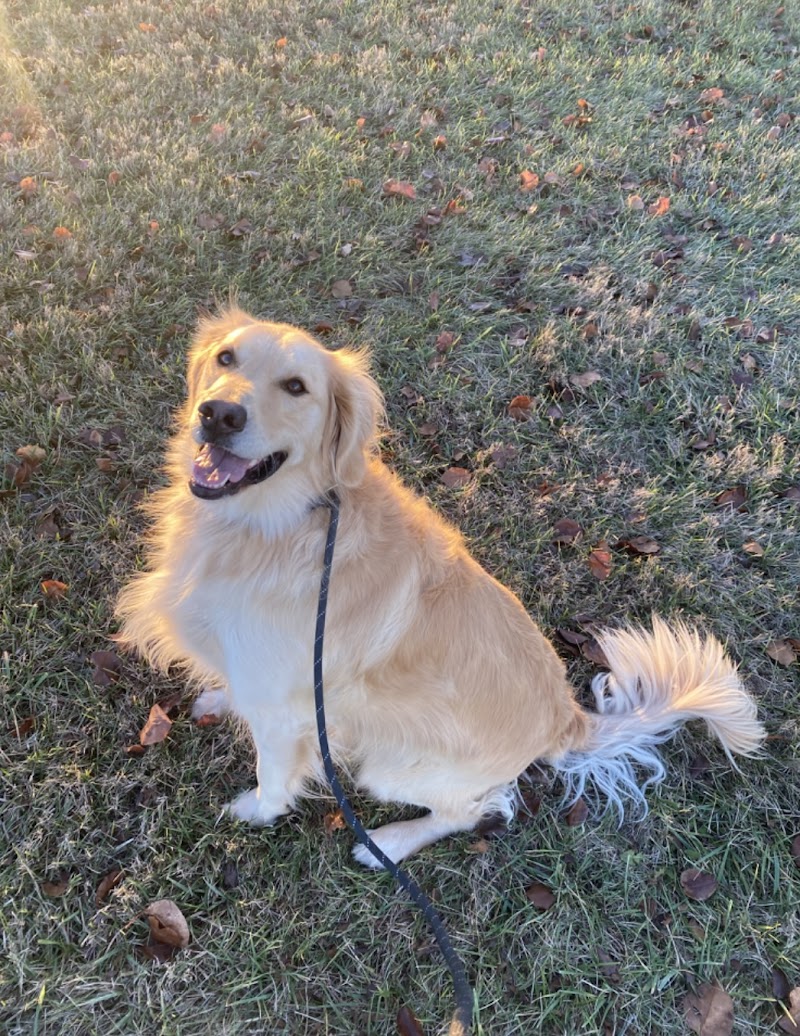 Wildcat Country Dog Retreat