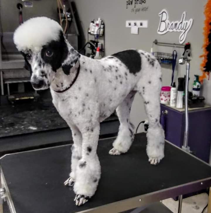 Willow Hill Pet Salon & Resort L.L.C