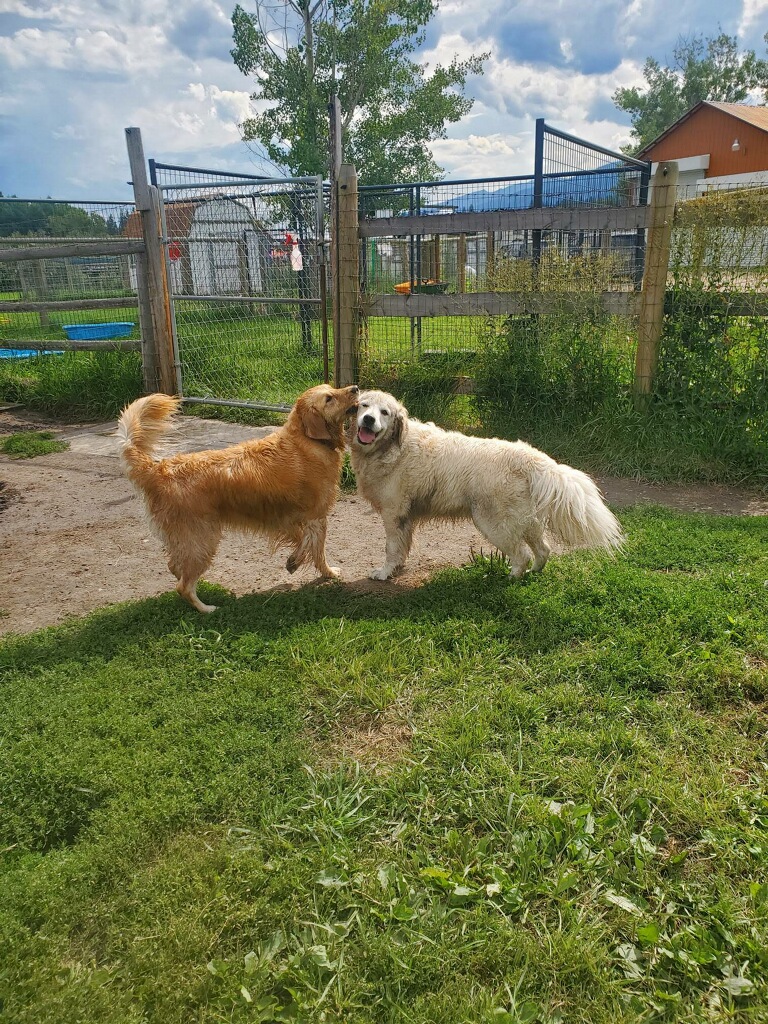 Wind River Canine Partners, Dog Training & Boarding