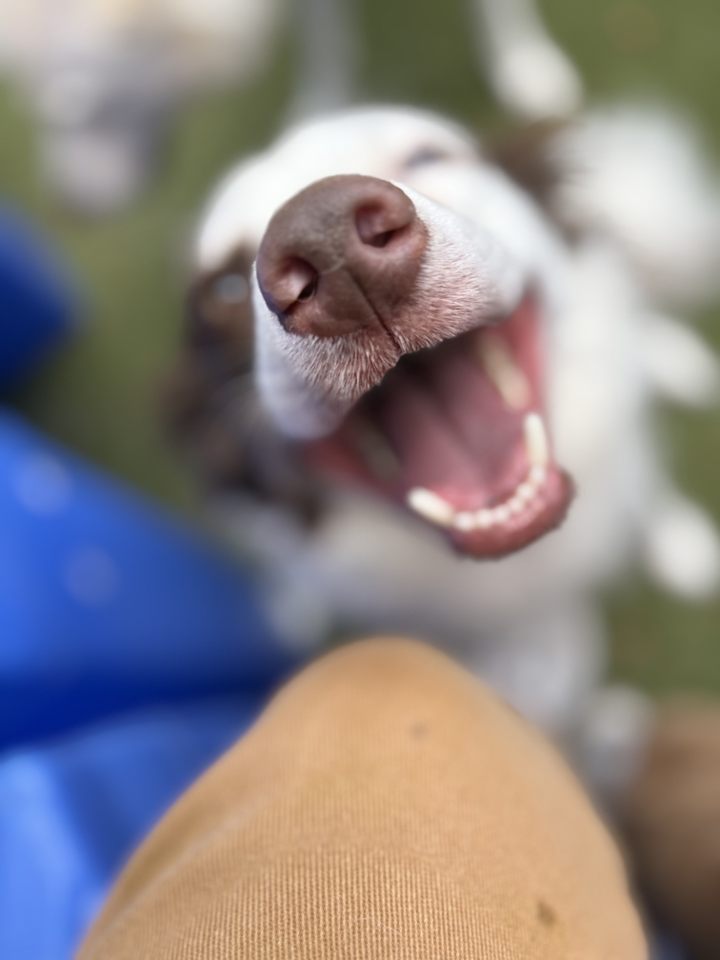Woodstock Pet Resort