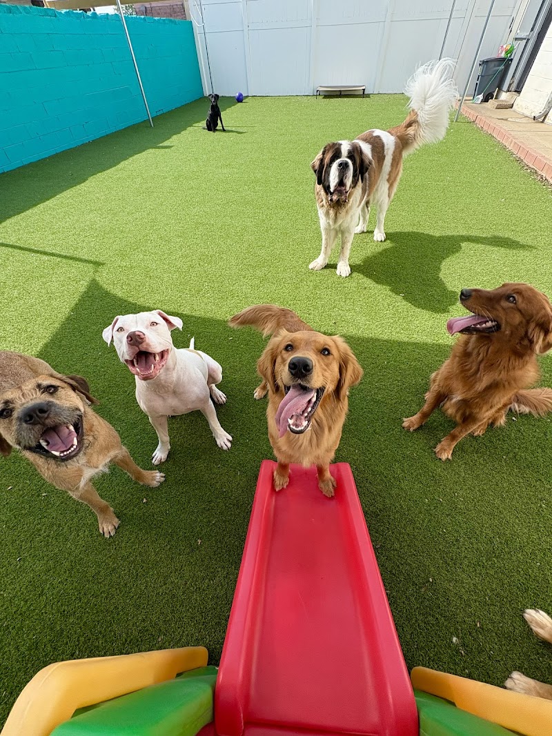 Woof Pack Stay & Play