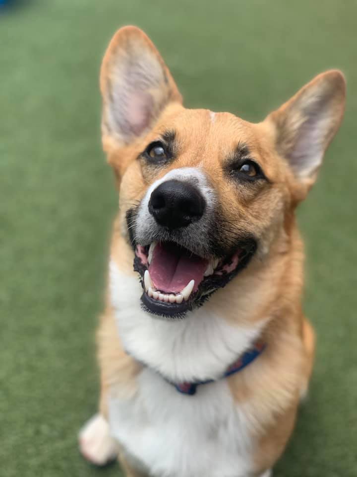 Woof's Play & Stay -Prairie Village