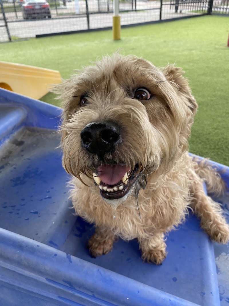 Yuppie Dog
