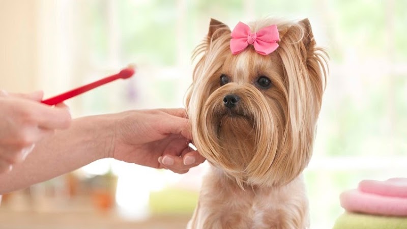 Yuppy Puppy Pet Spa